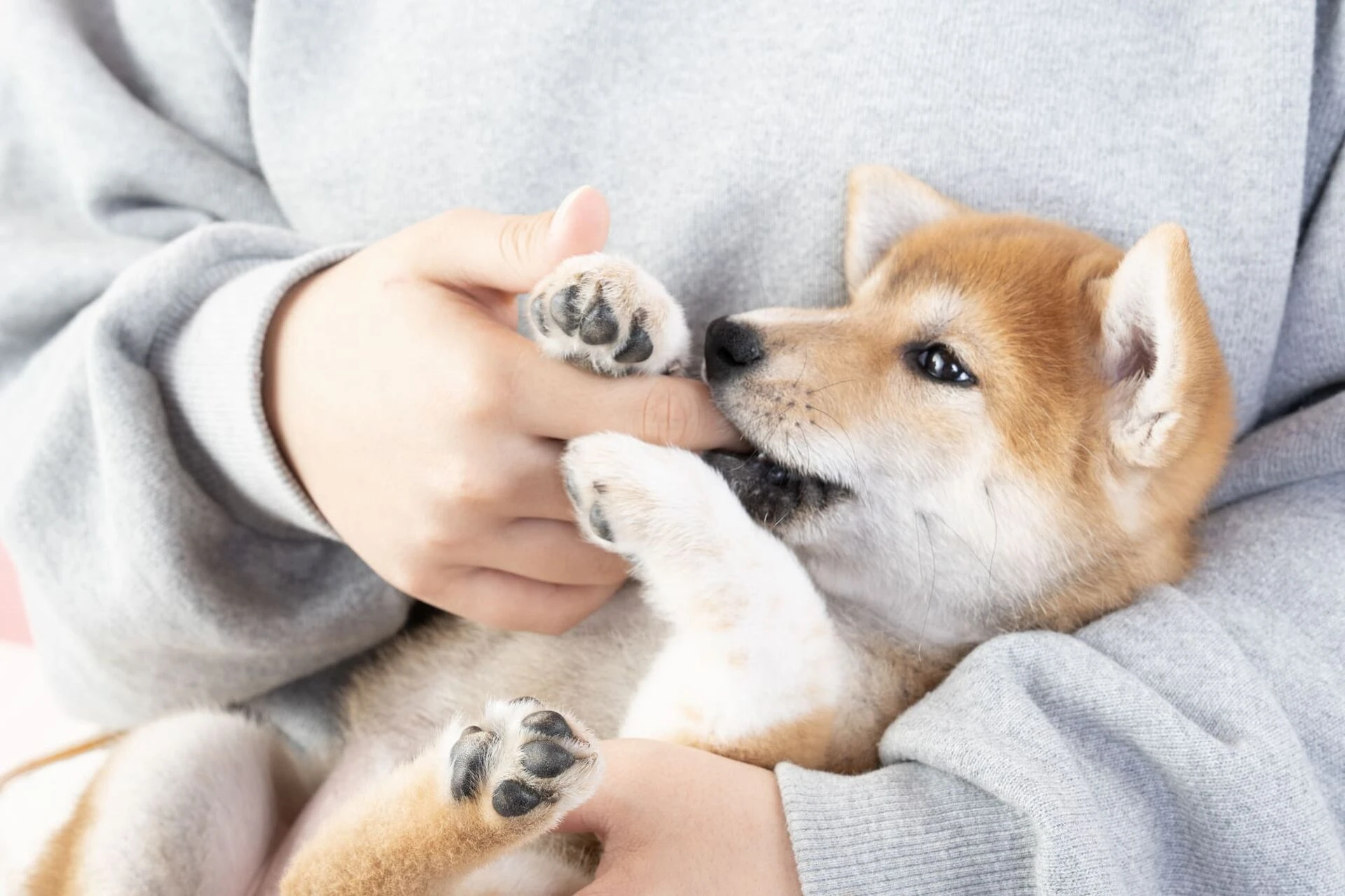 仔犬